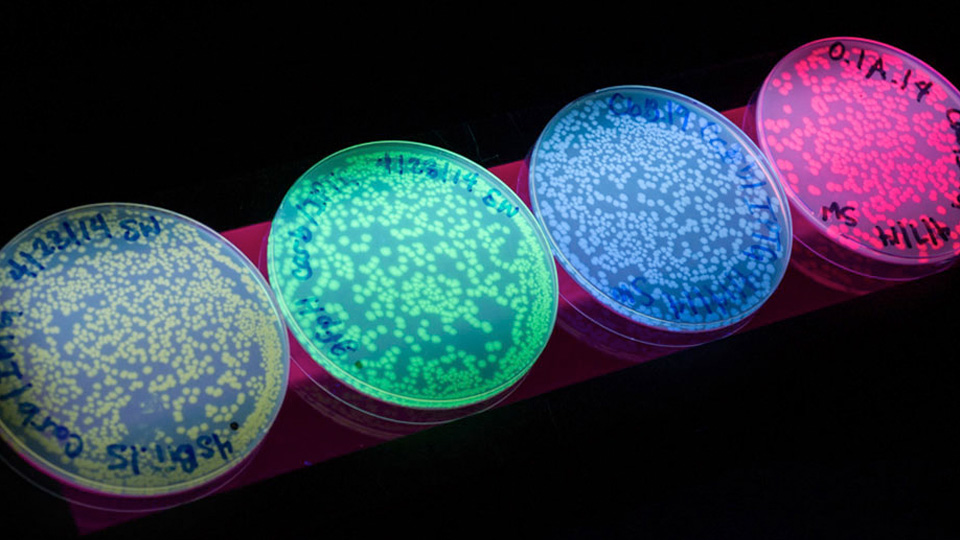 Four petri dishes containing bacterial colonies glowing in different fluorescent colors.
