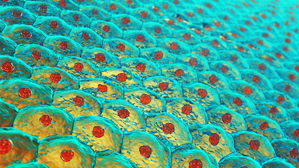 Illustration of a tightly packed array of rounded, cell‑like structures in turquoise and gold, each containing a red central sphere. The repeating pattern mimics a biological tissue surface, representing concepts in biomaterials design and engineered cellular materials.