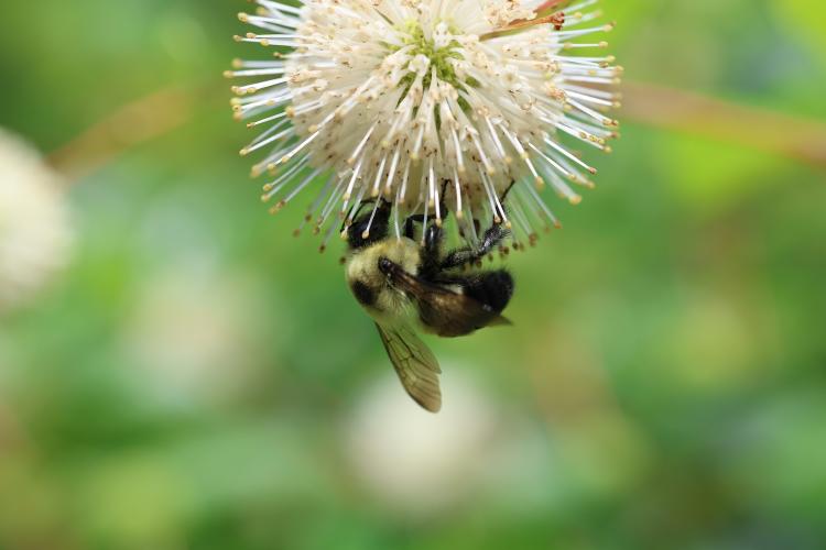Bee on flower