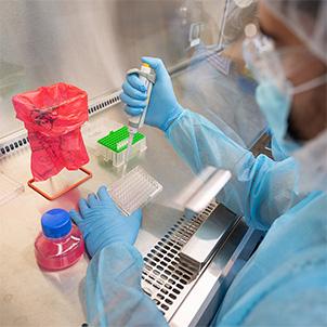 Laboratory researcher using a pipette inside a biosafety cabinet to transfer liquid into test tubes and sample trays.